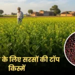 उत्तर प्रदेश के लिए ये हैं सबसे अच्छी सरसों की किस्में