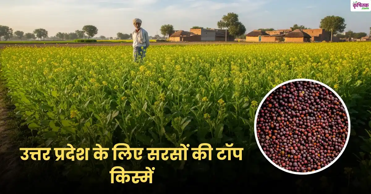 उत्तर प्रदेश के लिए ये हैं सबसे अच्छी सरसों की किस्में