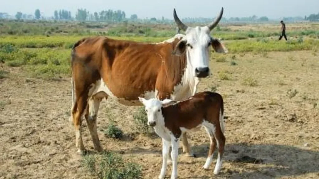 stray cow