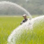यूरिया की वैश्विक कीमतों में बंपर उछाल, क्या भारतीय किसानों पर बढ़ेगा बोझ?
