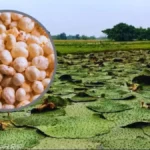 Makhana: किसानों के लिए सुनहरा मौका, मखाने की खेती पर सरकार देगी 75% सब्सिडी