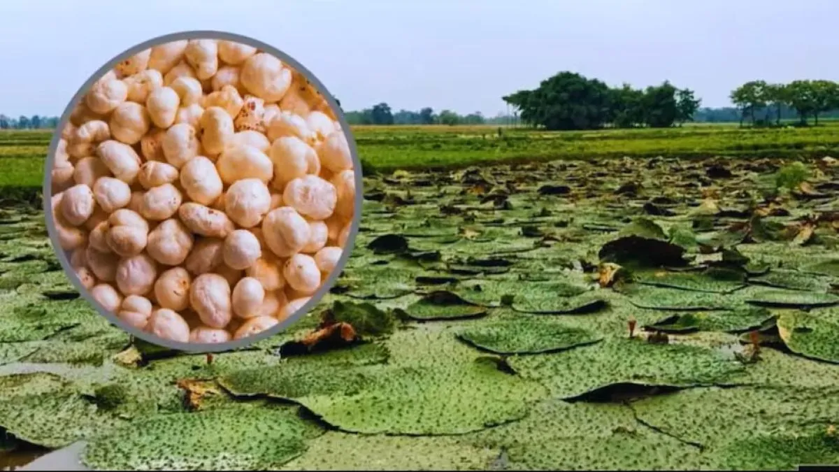 Makhana: किसानों के लिए सुनहरा मौका, मखाने की खेती पर सरकार देगी 75% सब्सिडी