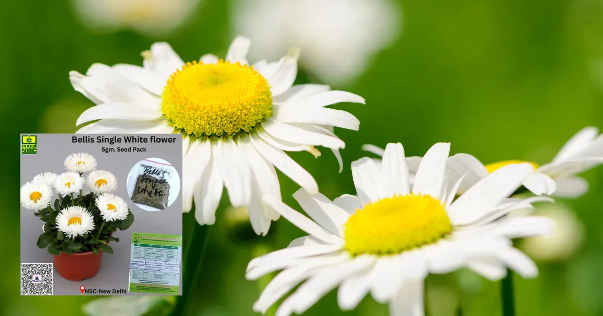 Bellis Single White