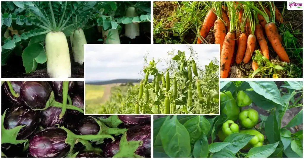 vegetable farming in setember