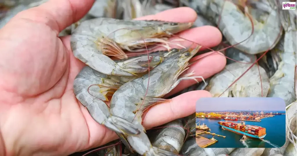 Andhra Pradesh shrimp Export Crisis