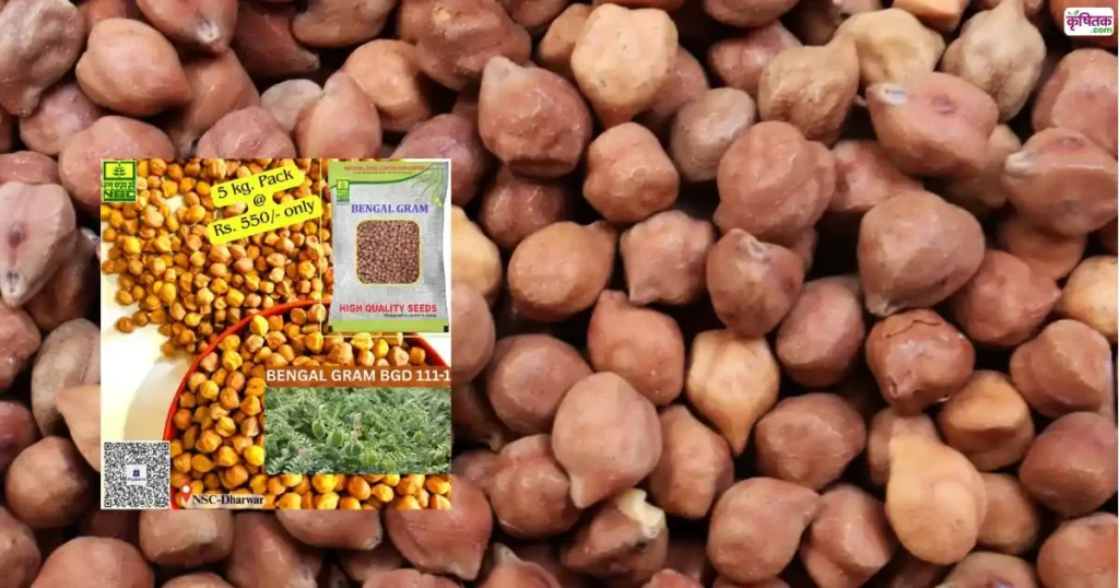 BGD 111-1 Bengal Gram Seeds