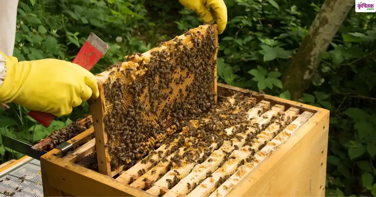 Beekeeping farming