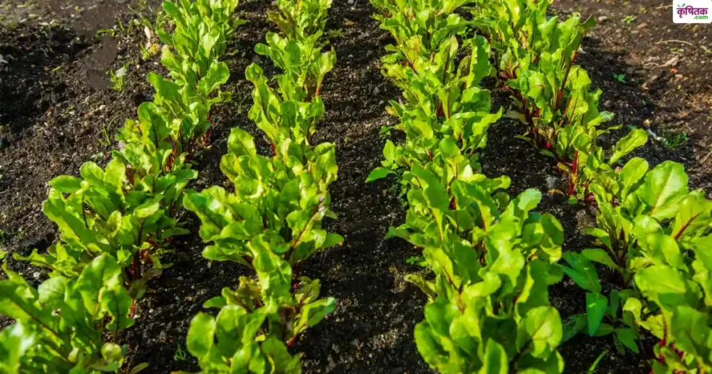 Beetroot High Yield Varieties