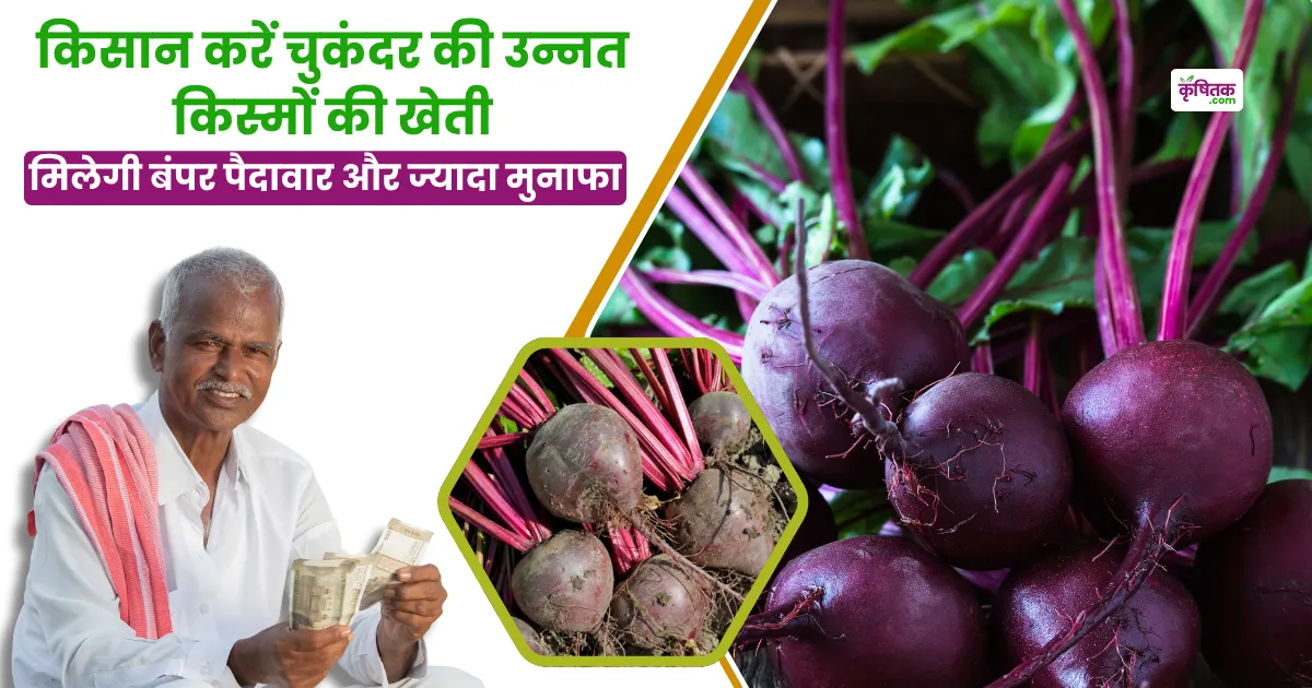 Beetroot High Yield Varieties