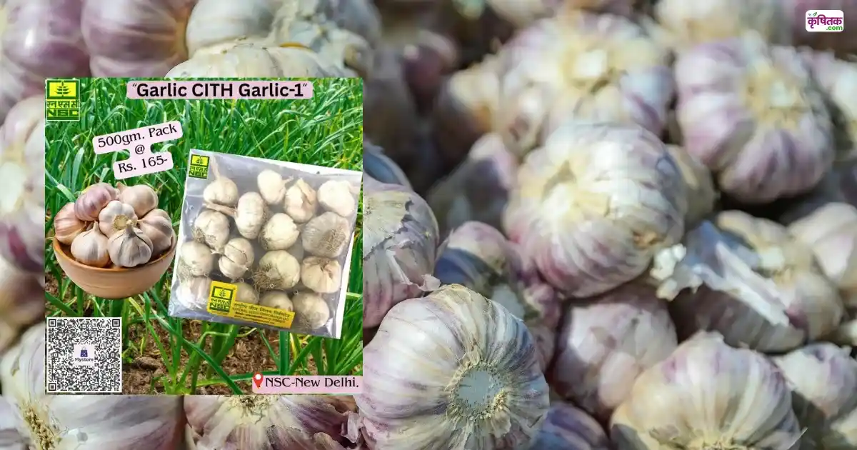 CITH Garlic-1 Lehsun Ki Kheti