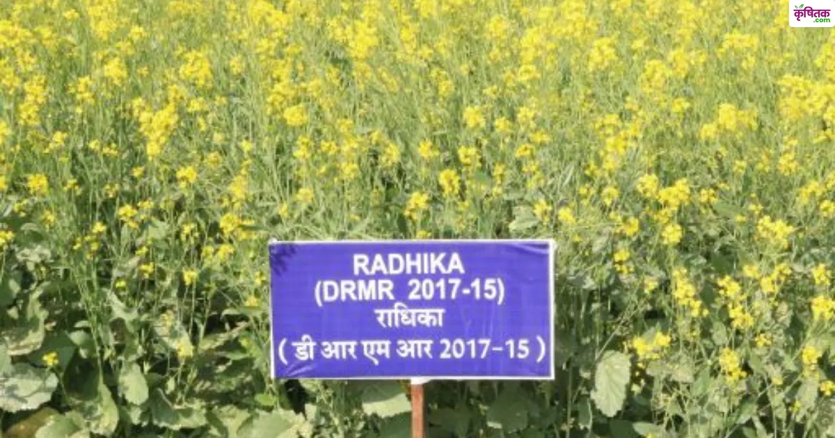 राधिका DRMR 2017-18