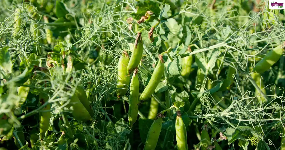 Field Pea And Garden Pea Farming