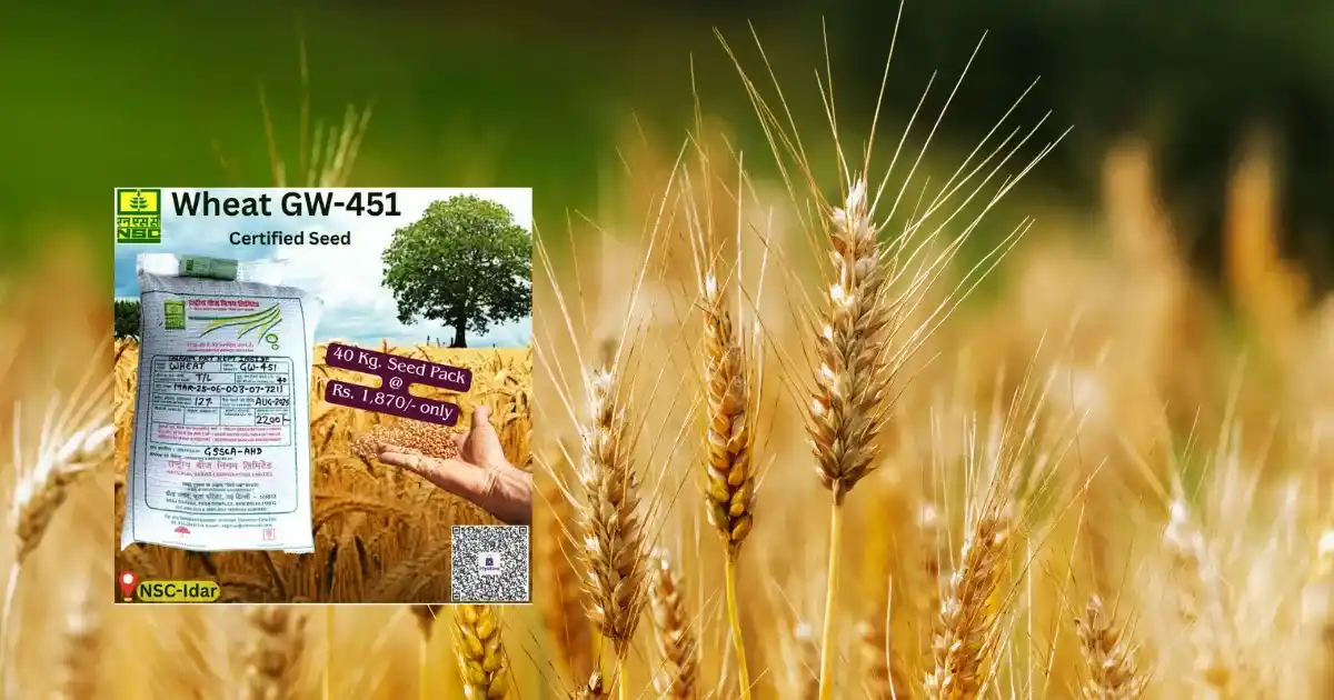GW-451 Wheat Seed
