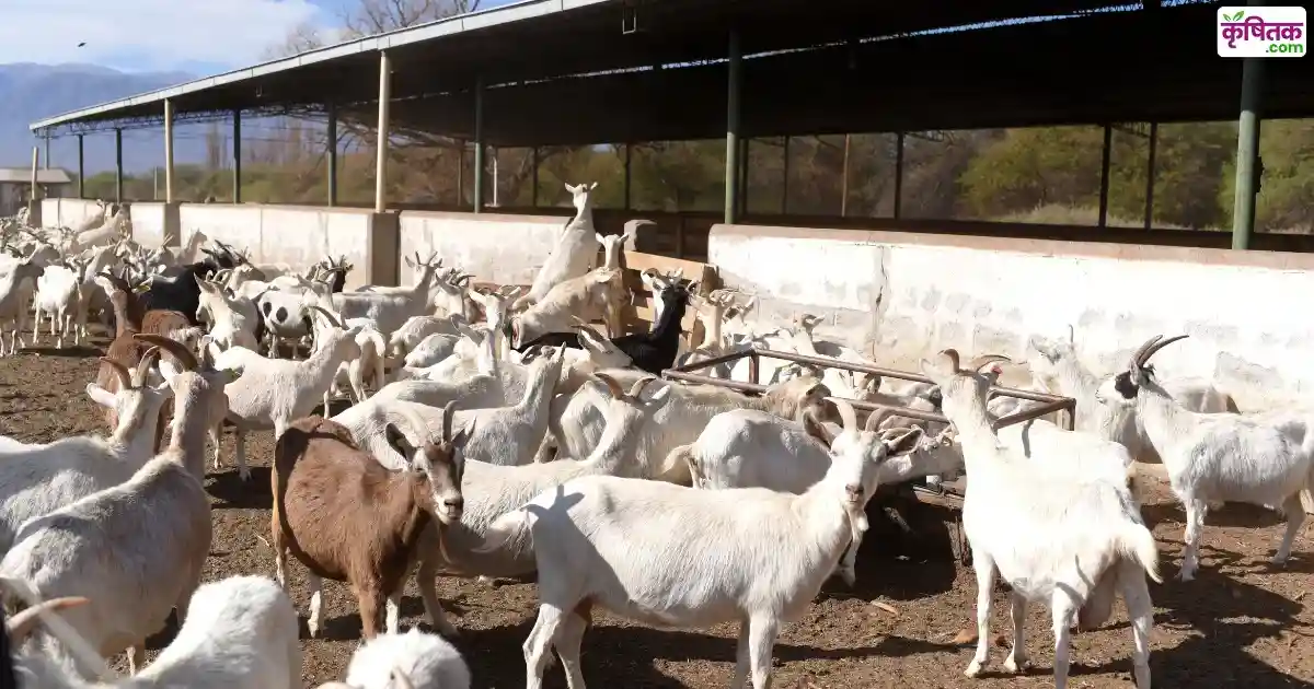 Goat Vaccination in Flood