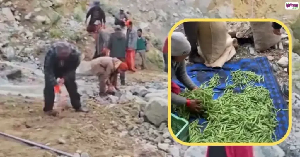 Himachal Pradesh agriculture loss