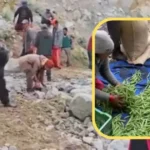 Himachal Pradesh agriculture loss