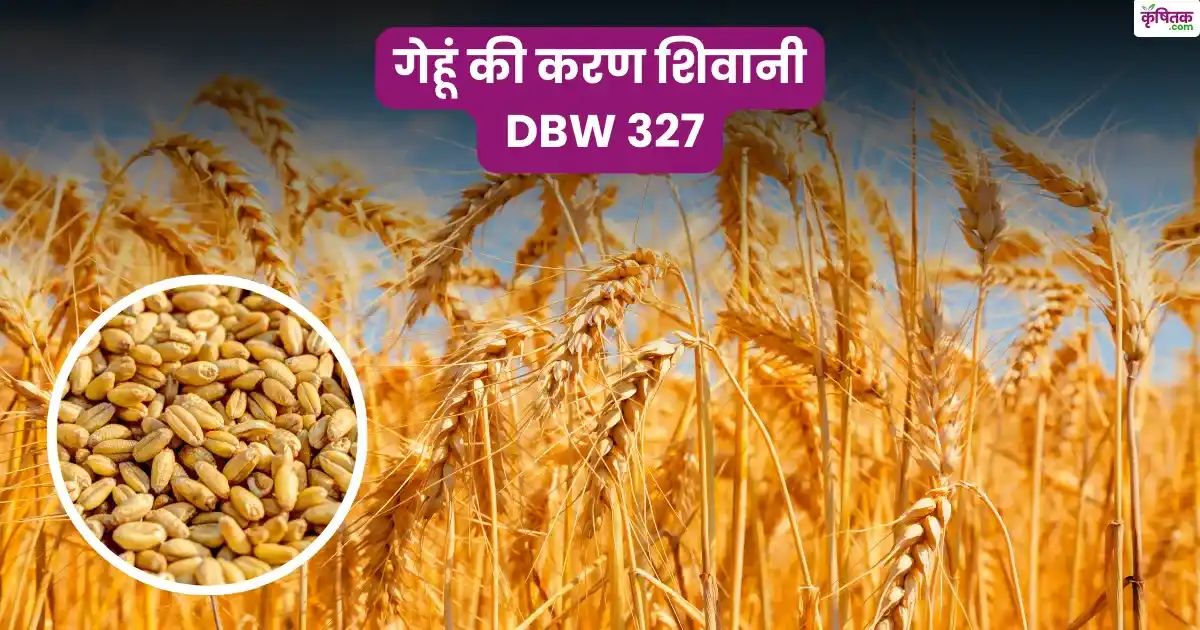 Karan Shivani DBW 327 variety of wheat