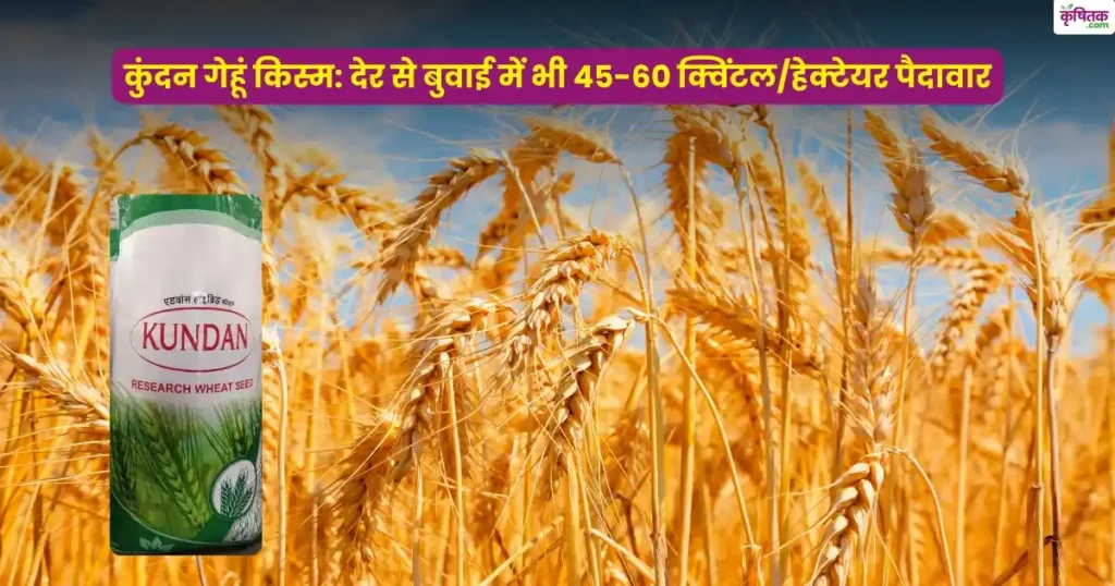 Kundan Wheat Variety