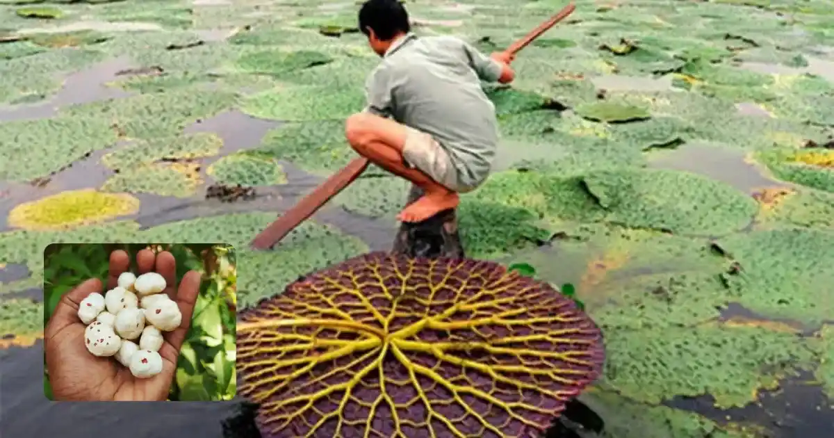 Makhana cultivation