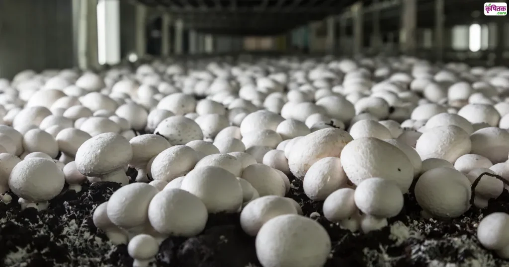 Mushroom Farming Training IARI