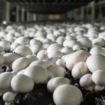 Mushroom Farming Training IARI