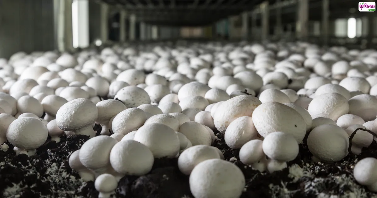 Mushroom Farming Training IARI