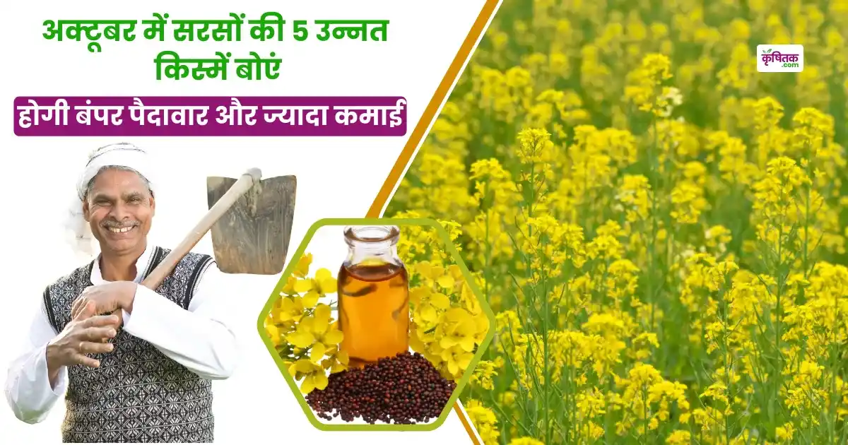 Mustard top 5 variety in sowing october