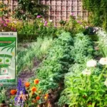 NSC Vegetable Seeds Kit