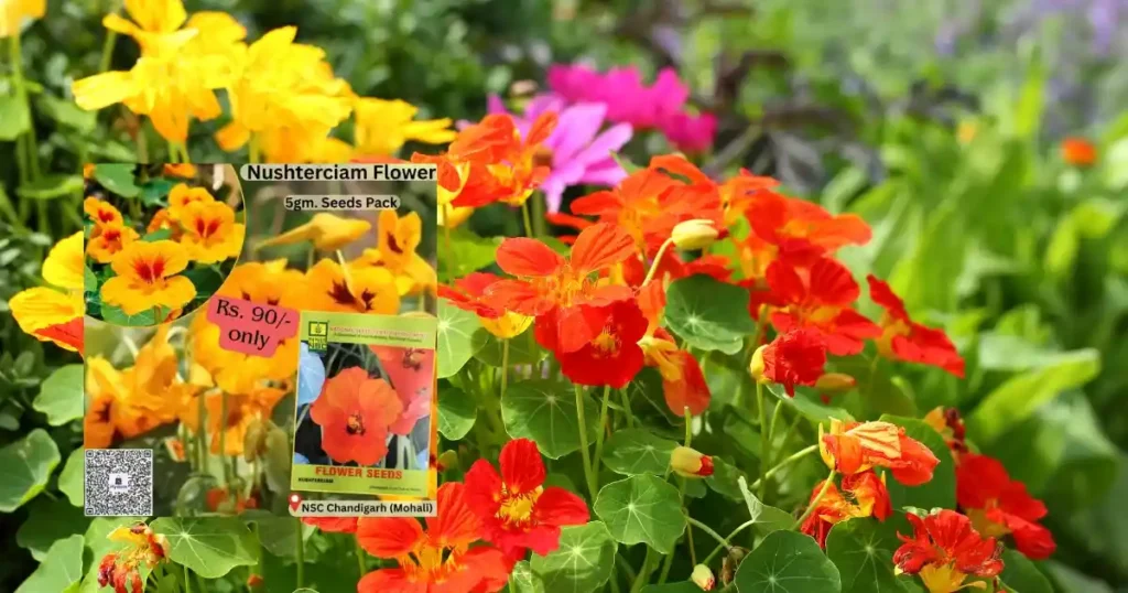 Nasturtium Flower Seeds
