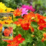 Nasturtium Flower Seeds