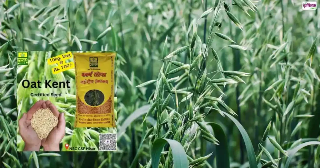 Oats Farming