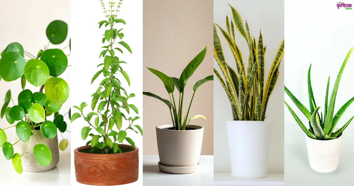 Home Gardening: दशहरा से पहले घर में लगाएं ये 5 पौधे, हवा होगी शुद्ध, घर बनेगा सुंदर