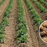 Potato Farming