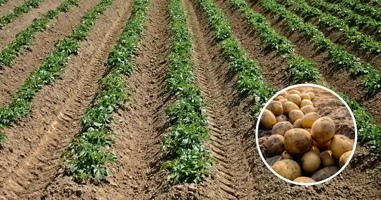 Potato Farming