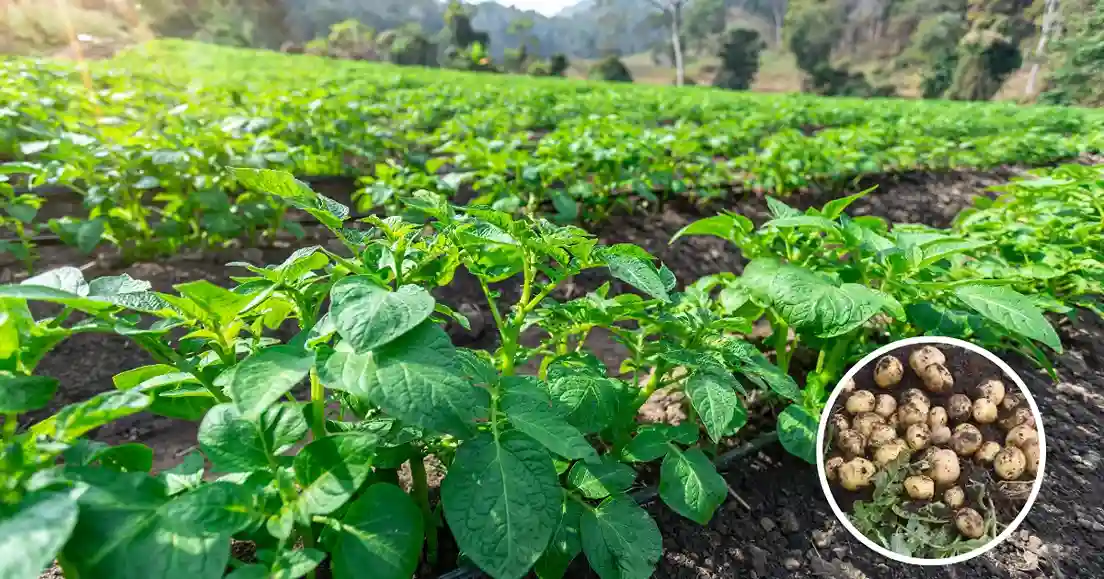 Potato New Varieties