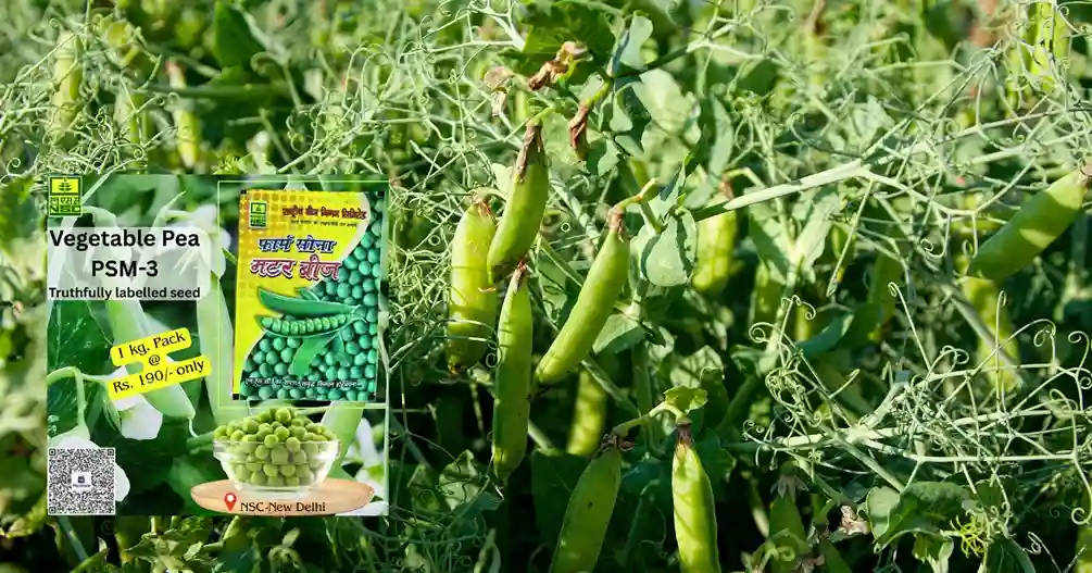 Psm-3 Hari Matar Ki Kheti