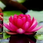 Red Shanghai Lotus Tuber