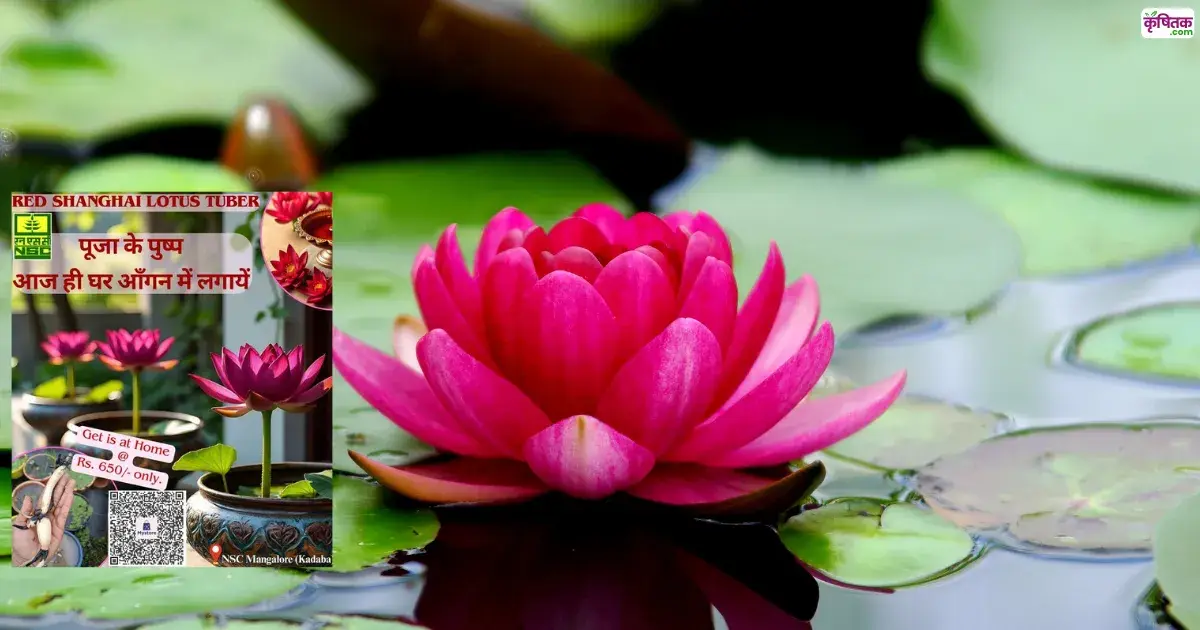 Red Shanghai Lotus Tuber