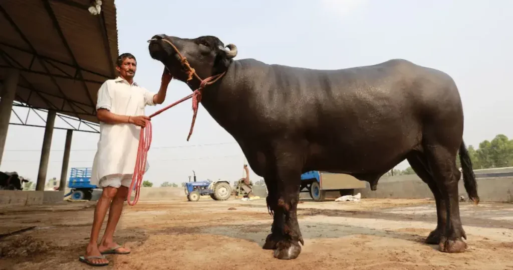 Semen Market
