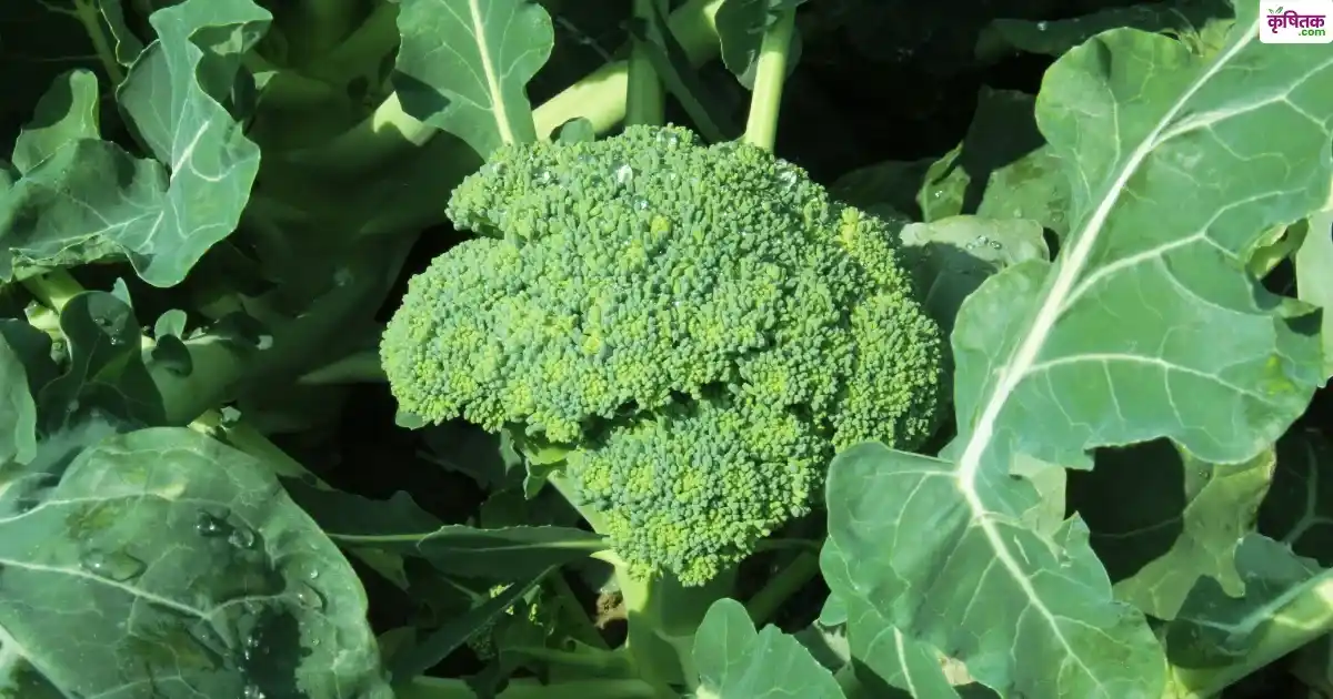 Special varieties of broccoli