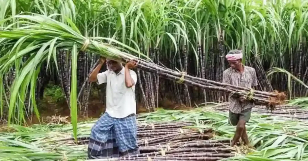 Sugarcane Bacterial Rot