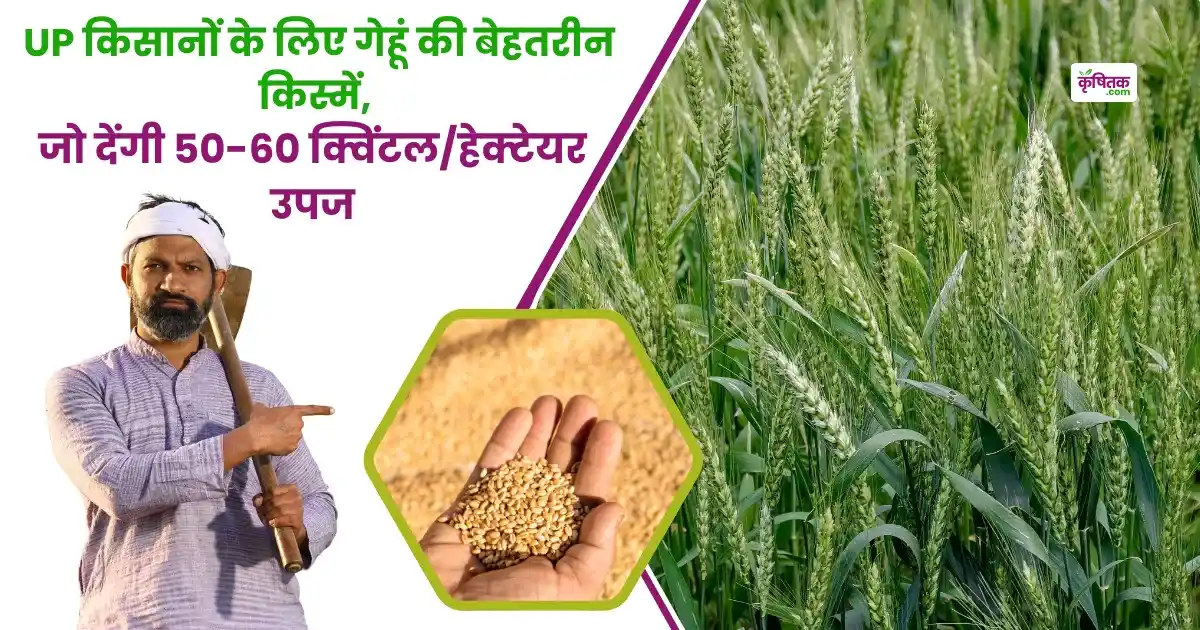 Top Wheat Varieties for Farmers in Uttar Pradesh