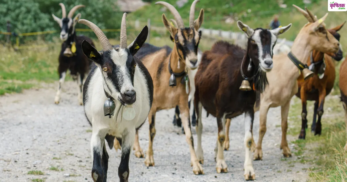 UP Goat Farming