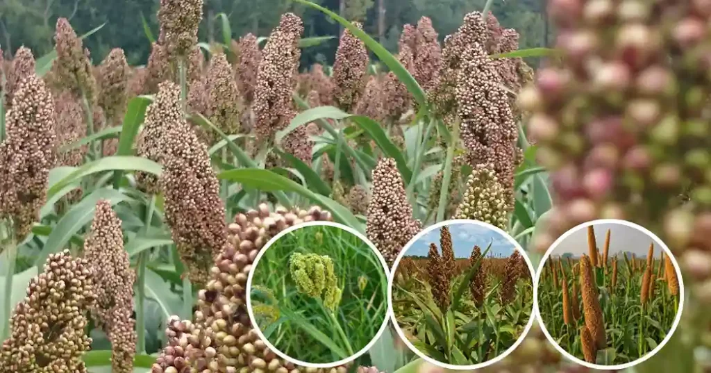 Up Msp Maize Bajra Jowar