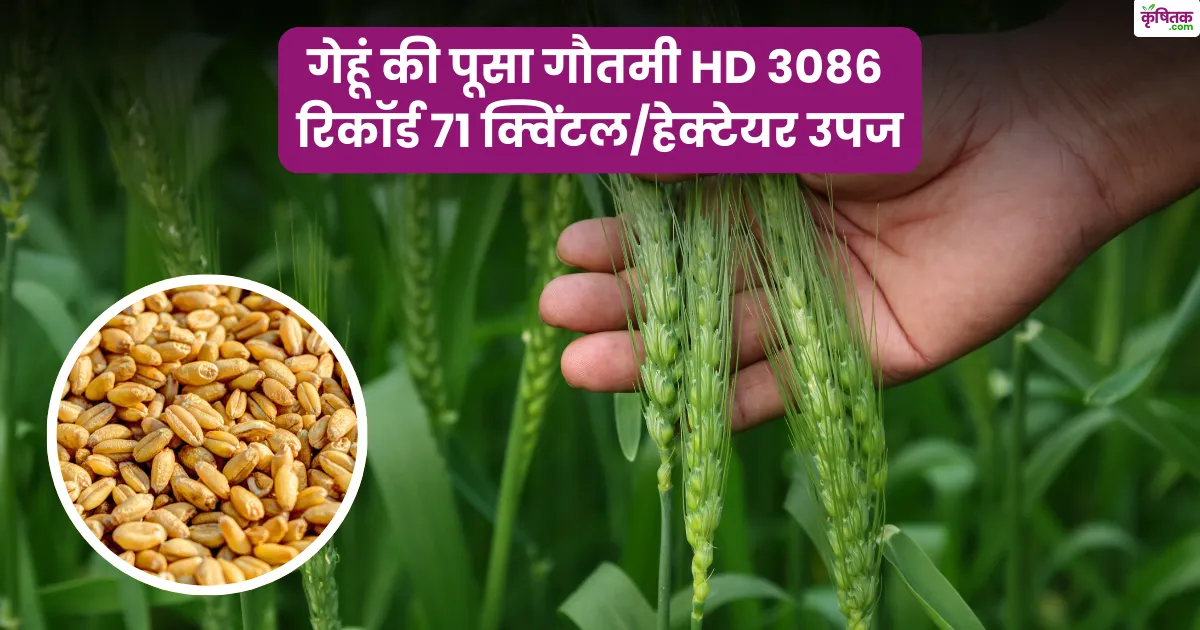 पूसा गौतमी HD 3086