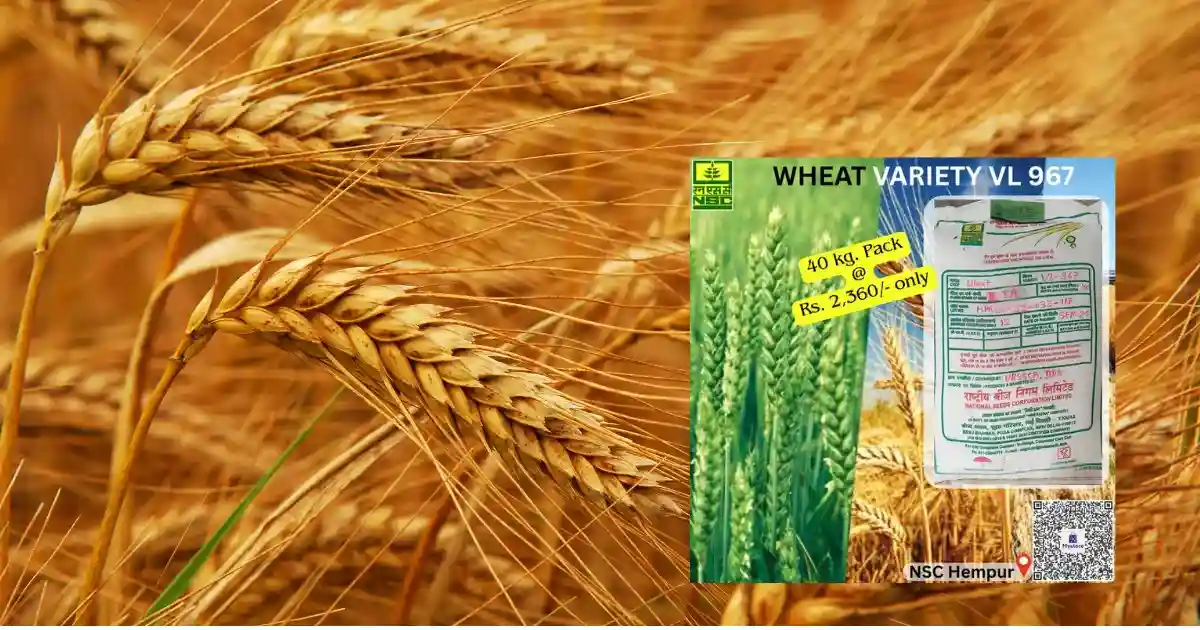 Wheat Variety VL-967