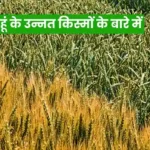 Wheat improved varieties