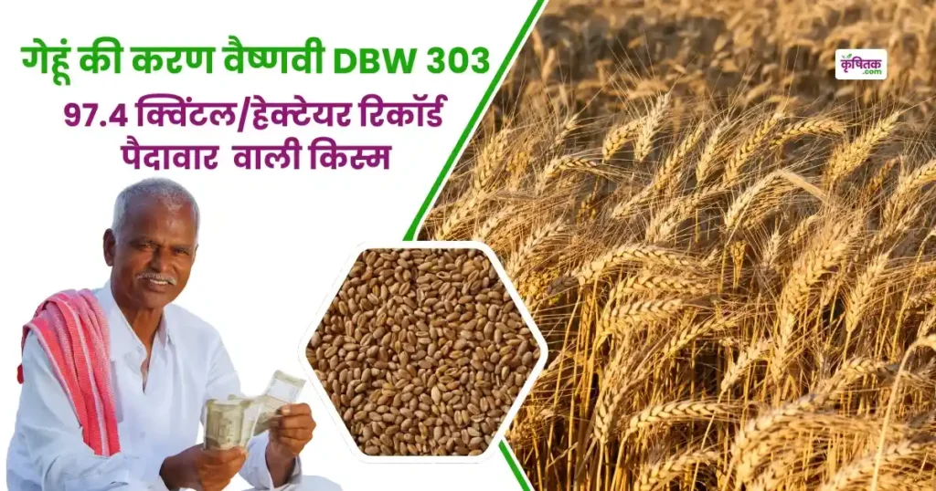 Wheat variety Karan Vaishnavi DBW 303