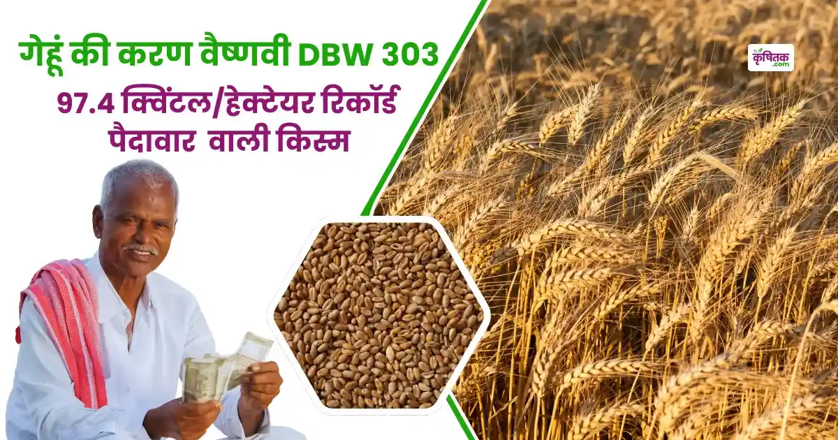Wheat variety Karan Vaishnavi DBW 303