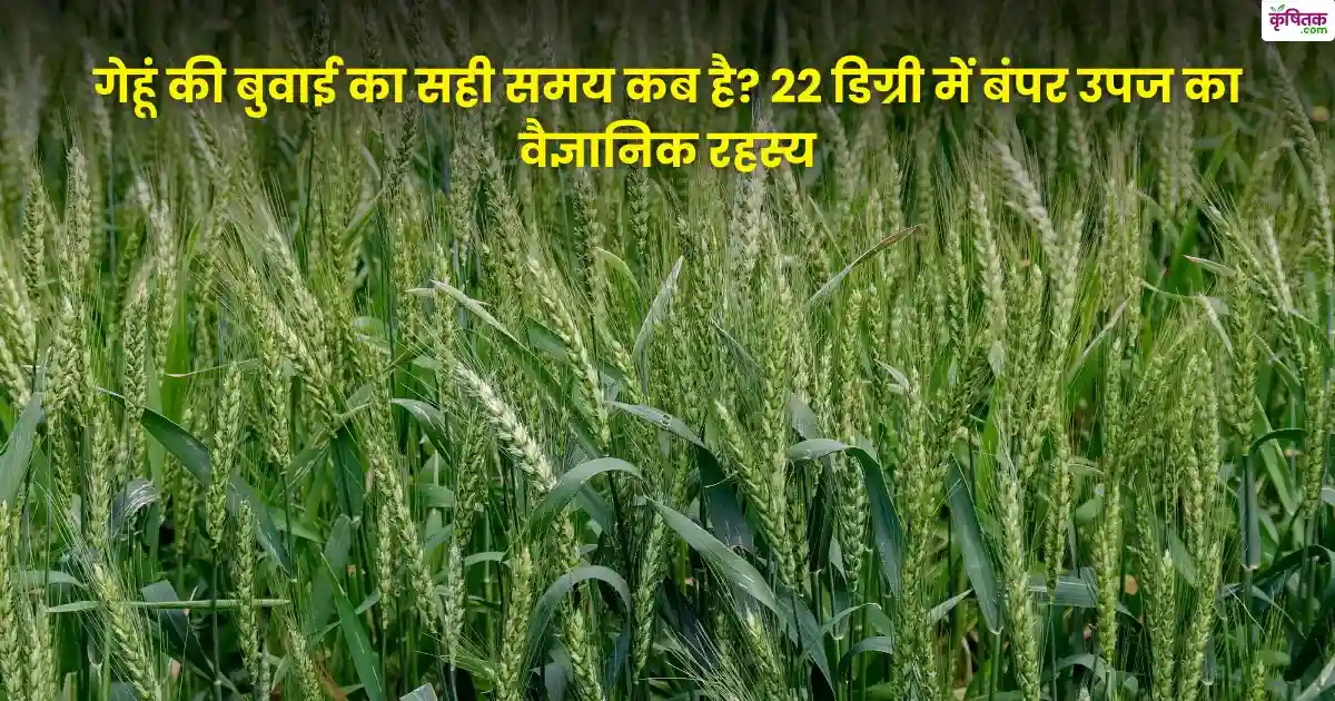 When is the right time to sow wheat